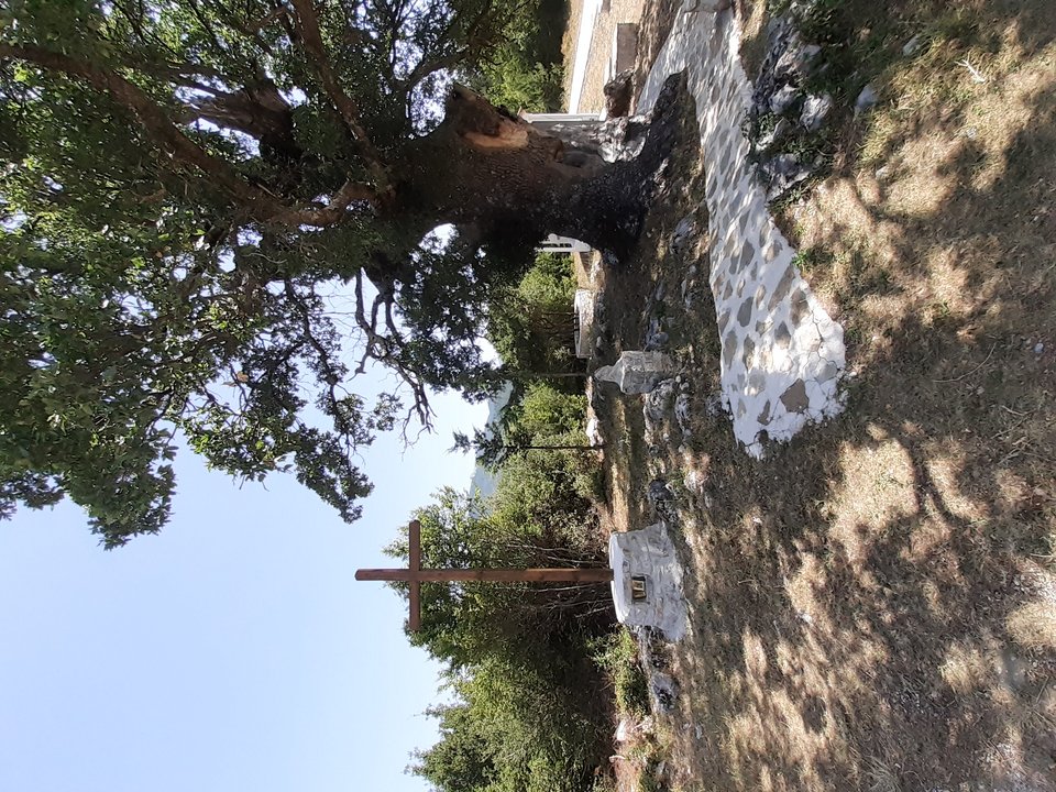 Η δεντροεκκλησιά του Αγίου Παϊσιου