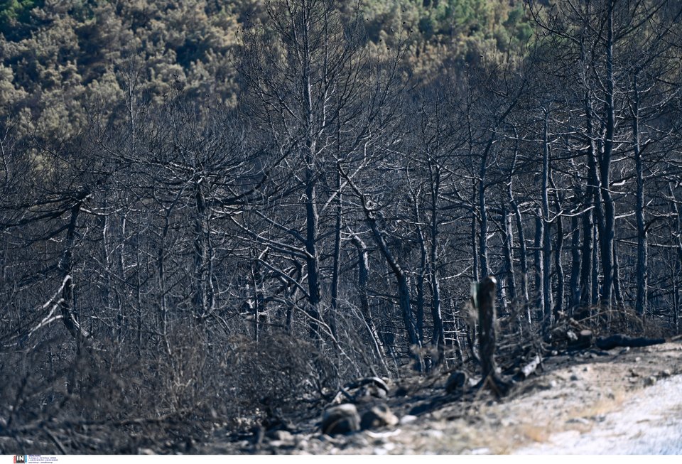 Καμμένη γη στο δάσος της Δαδιάς. Φωτογραφία από INTIMENEWS.GR