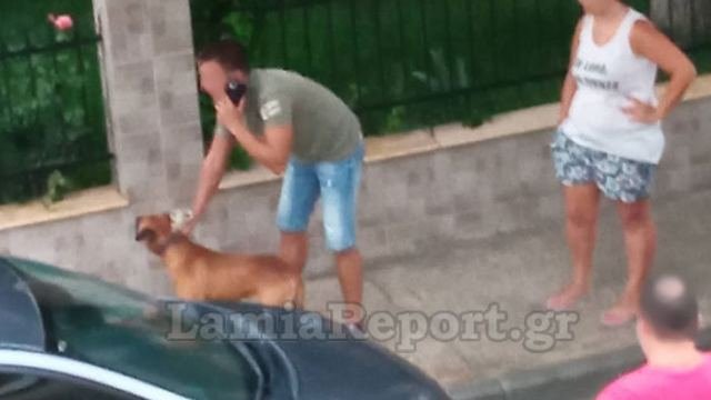 Ο άνδρας κρατάει το πίτμπουλ από το κολάρο και περιμένει για βοήθεια. Φωτογραφία από Lamiareport.gr