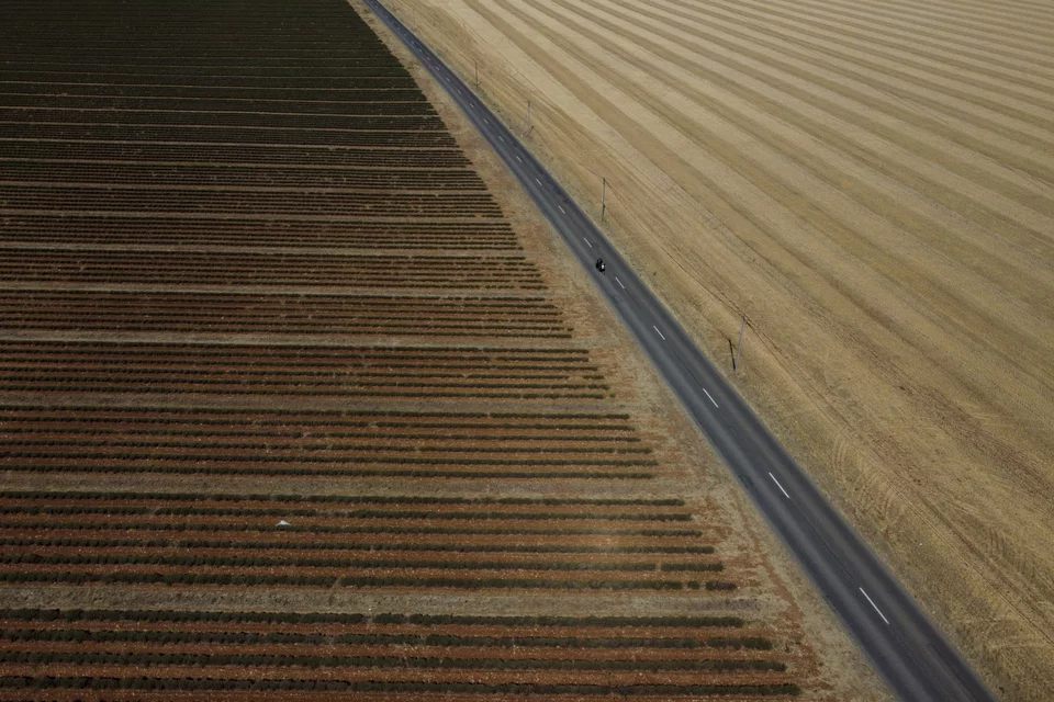 Αποκαρδιωτικές εικόνες από την καταστροφή που προκάλεσε η ξηρασία σε καλλιέργειες λεβάντας στο Βαλενσόλ της νότιας Γαλλίας