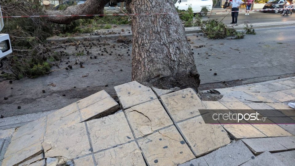 Το πελώριο δέντρο που σκότωσε τον μοτοσικλετιστή / Φωτογραφία από CRETAPOST.GR