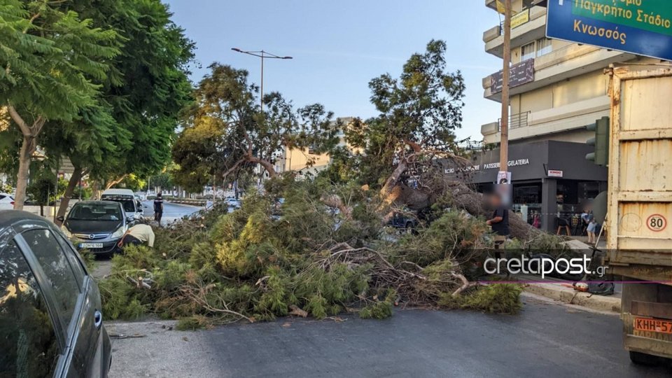 Το πεύκο έπεσε πάνω στο μηχανάκι με ορμή με αποτέλεσμα ο 51χρονος να χάσει τη ζωή του