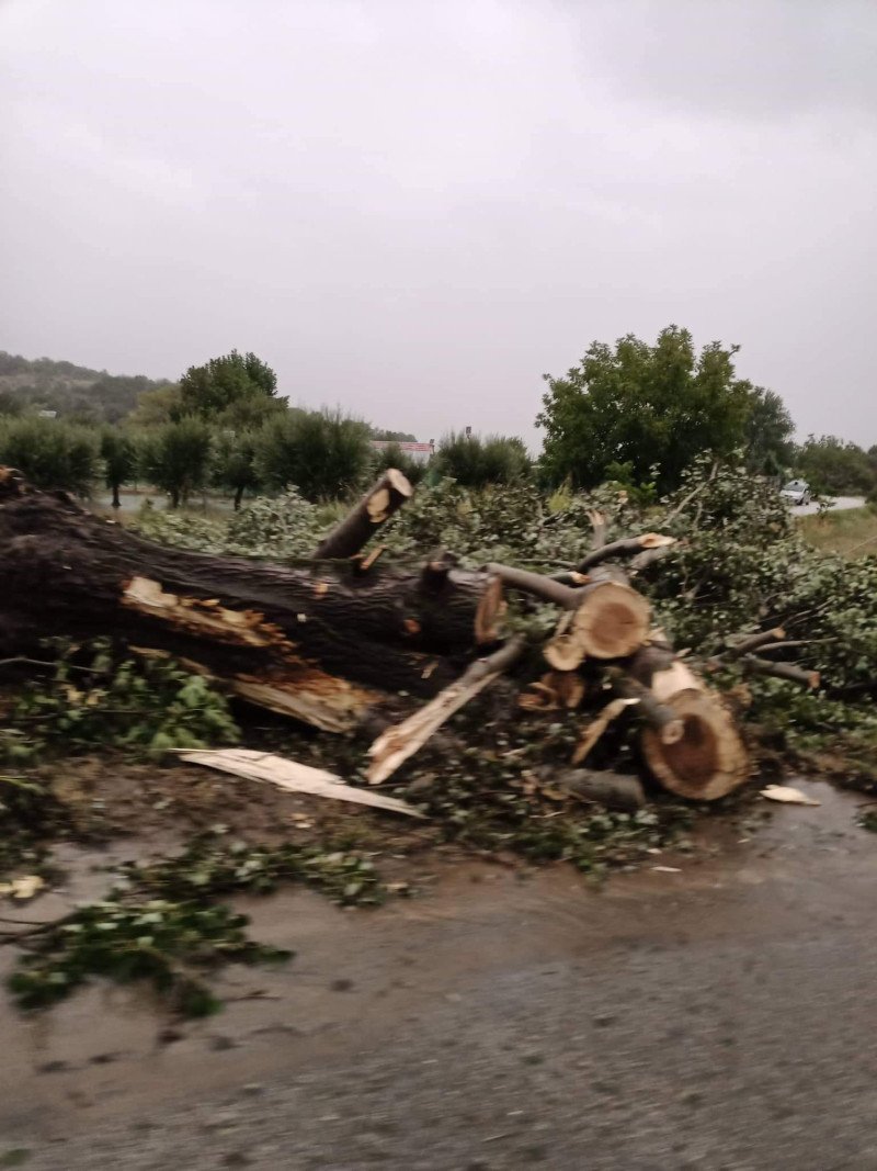 δεντρο