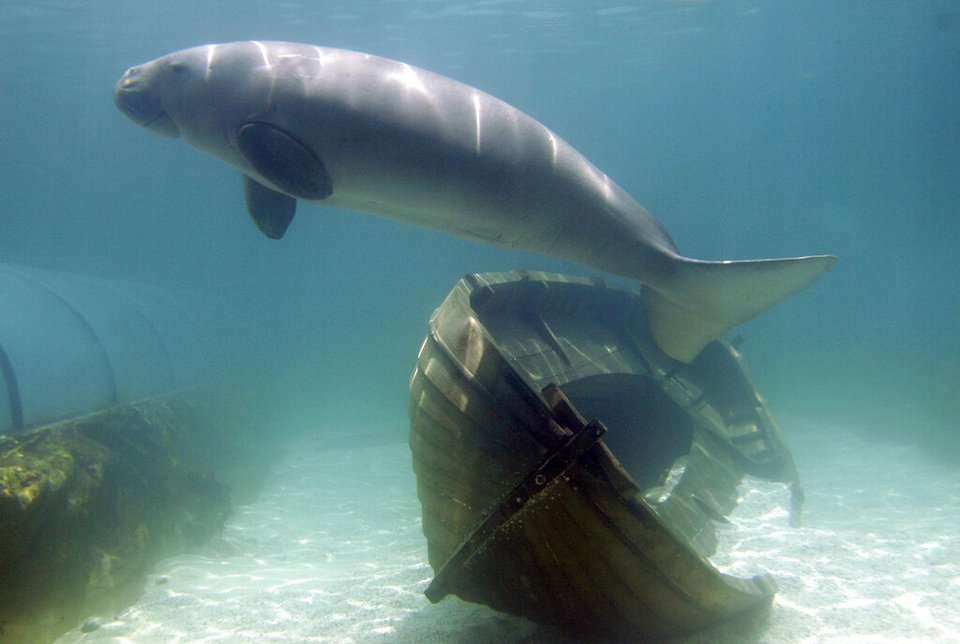 Ένα dugong κολυμπά στο Ενυδρείο του Σίδνεϊ
