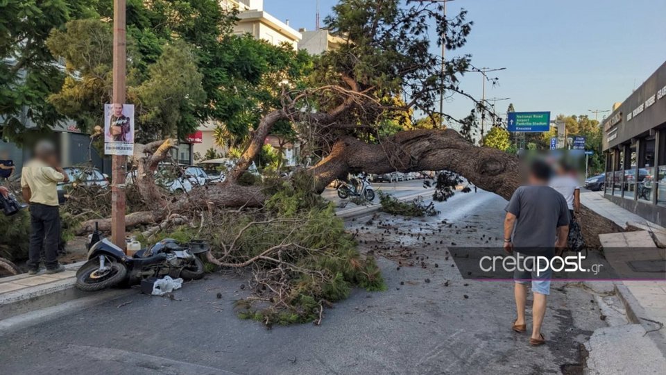 Το πελώριο δέντρο που σκότωσε τον μοτοσικλετιστή / Φωτογραφία από CRETAPOST.GR