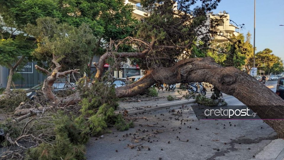 Το πελώριο δέντρο που σκότωσε τον μοτοσικλετιστή. Φωτογραφία από CRETAPOST.GR