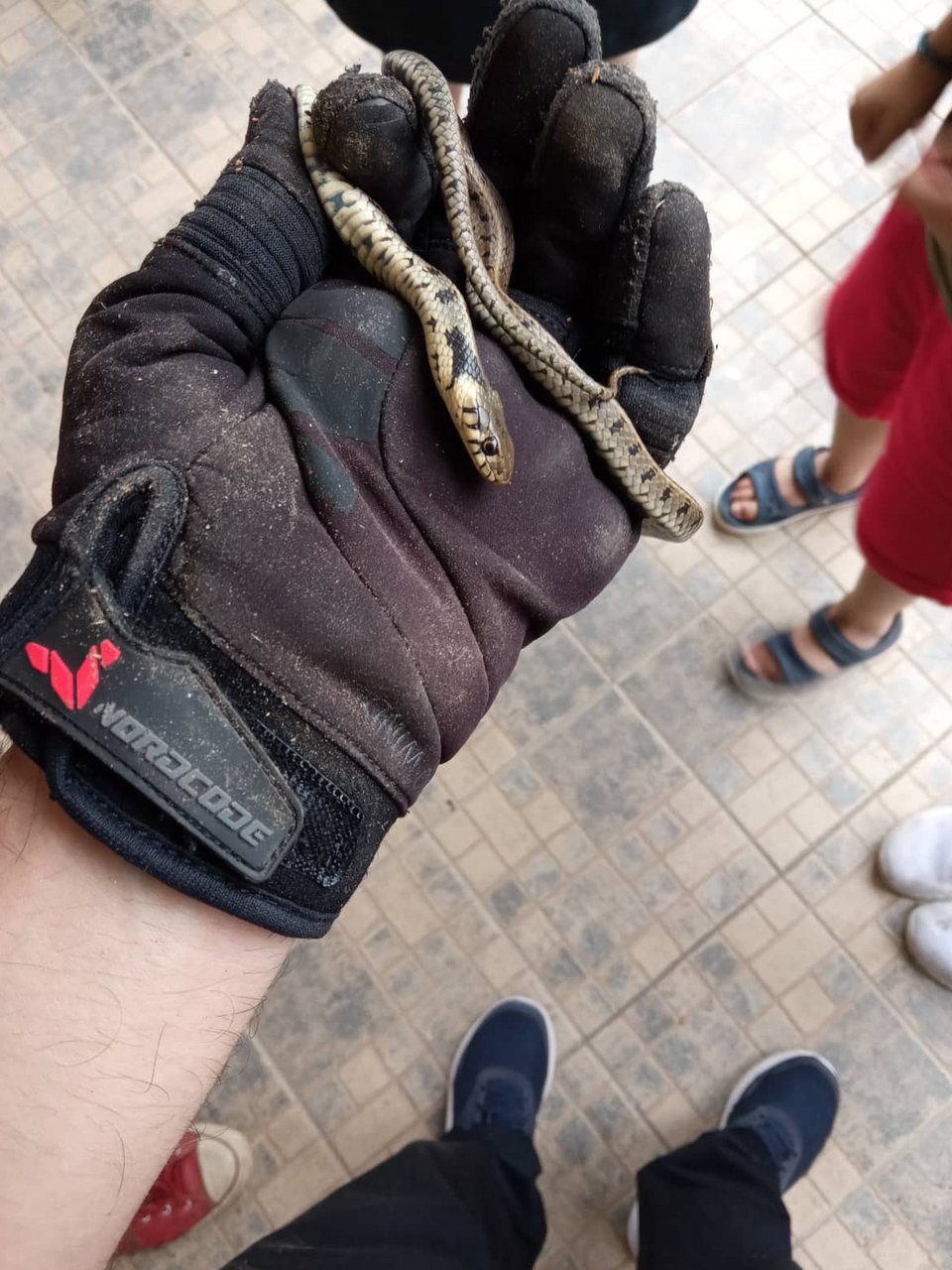 φίδι