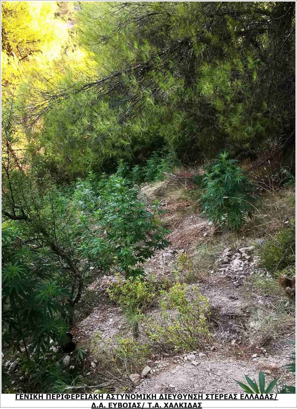 Η ΕΛ.ΑΣ. ανακάλυψε φυτεία κάνναβης στη Βοιωτίας