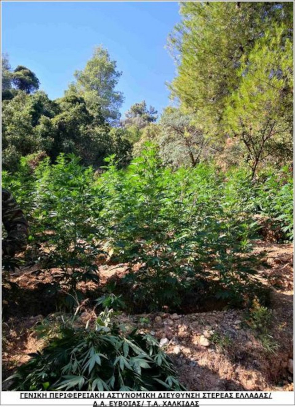 Η ΕΛ.ΑΣ. ανακάλυψε φυτεία κάνναβης στη Βοιωτίας