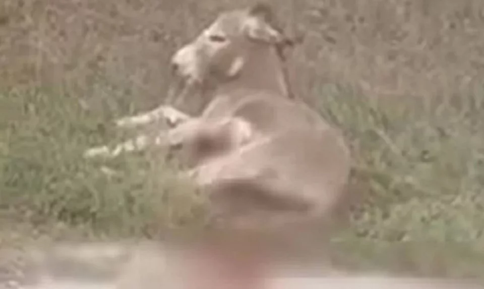 Σε σοκ βρίσκεται το γαϊδουράκι που κακοποιήθηκε