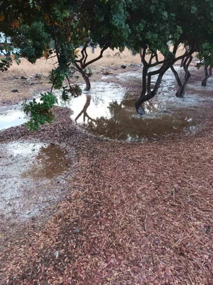 δεντρο