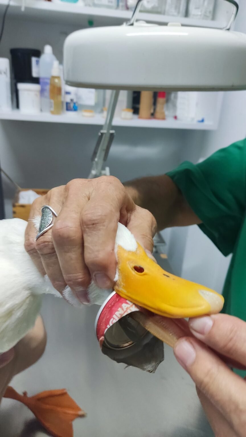 Πηγή: petpet.news