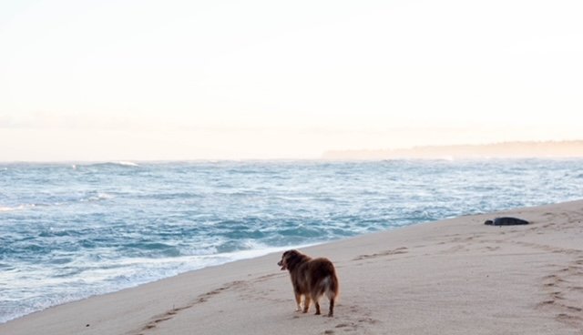 Ο Γουίνσλοου στην παραλία - Φωτογραφία: Courtesy of Alanna O’Neil 