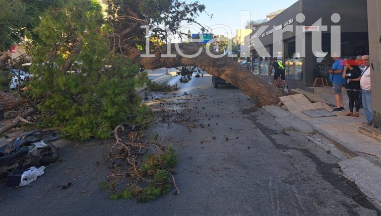 Το πελώριο δέντρο που σκότωσε τον μοτοσικλετιστή. Φωτογραφία από NEAKRITI.GR