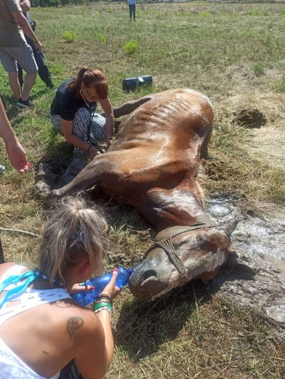 Το άτυχο άλογο που έχασε τη ζωή του στην Κέρκυρα / FACEBOOK