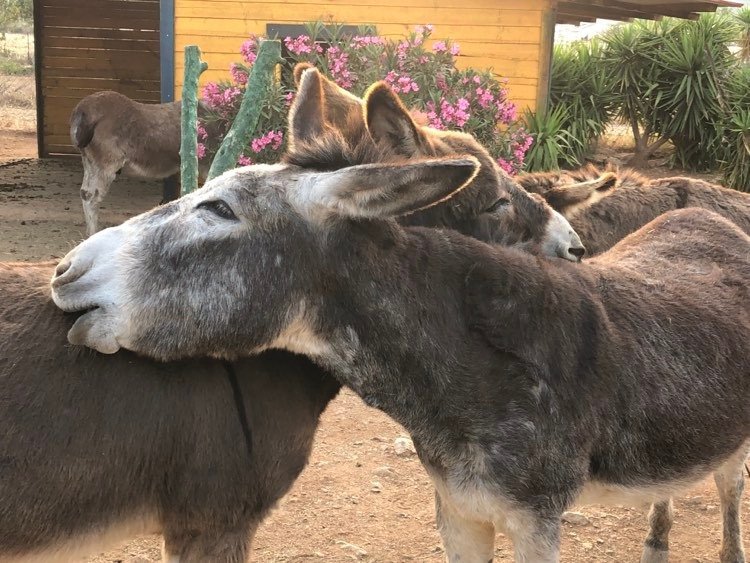 Γαϊδουράκια