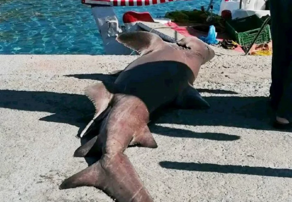 Χανιά: Ψαράδες έπιασαν καρχαρία πάνω από τρία μέτρα / Φωτογραφία: zarpanews