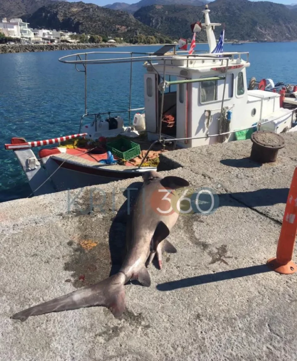 Μαγνήτισε τα βλέμματα ο καρχαρίας στο λιμάνι της Παλαιόχωρας / Φωτογραφία: kriti360