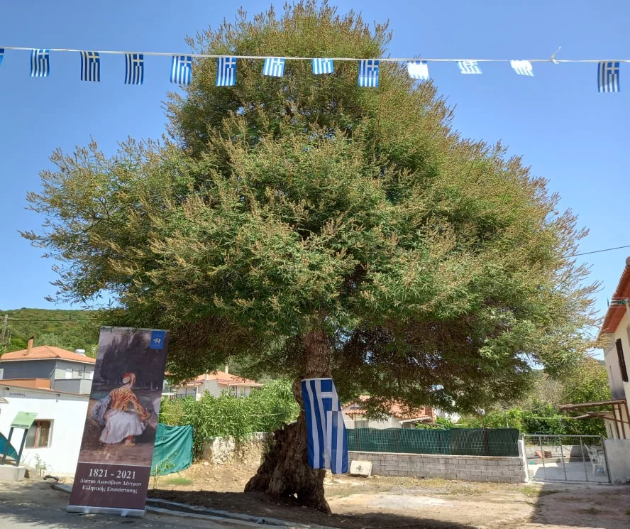 δεντρο 