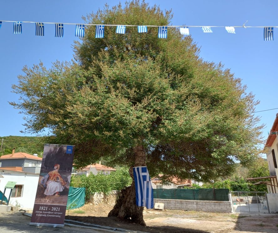 δεντρο