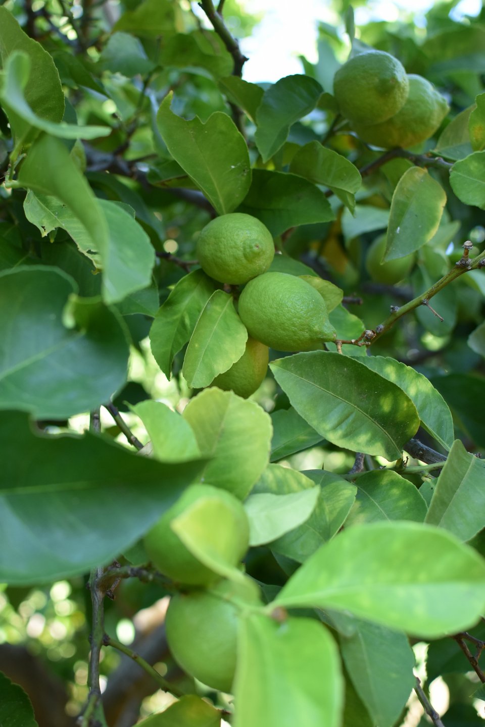 Για τα γλυκά και τις μαρμελάδες που φτιάχνει η Χάρις χρησιμοποιεί καρπούς από τα δέντρα του κήπου της και από μικρούς παραγωγούς του χωριού της, τα Σαρδίνια Αμφιλοχίας