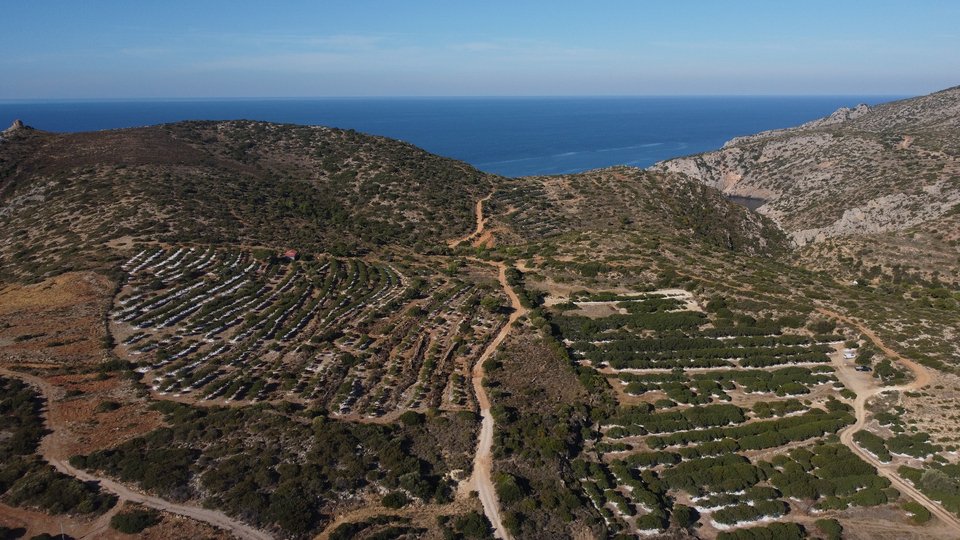 Πώς γίνεται η συγκομιδή της μαστίχας Χίου