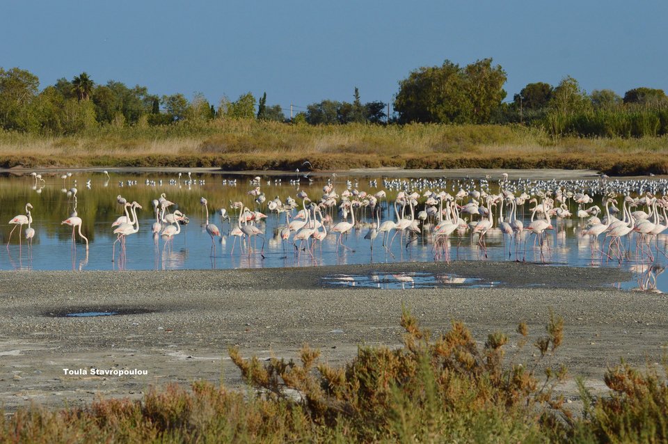 λιμνοθαλασσα 