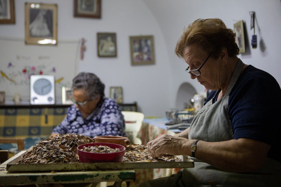 Πώς γίνεται η συγκομιδή της μαστίχας Χίου