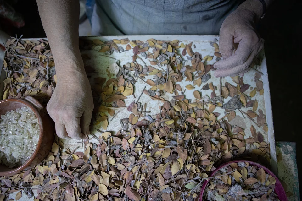 Πώς γίνεται η συγκομιδή της μαστίχας Χίου