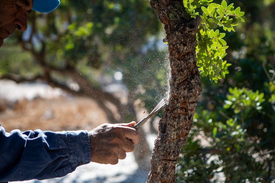 Πώς γίνεται η συγκομιδή της μαστίχας Χίου