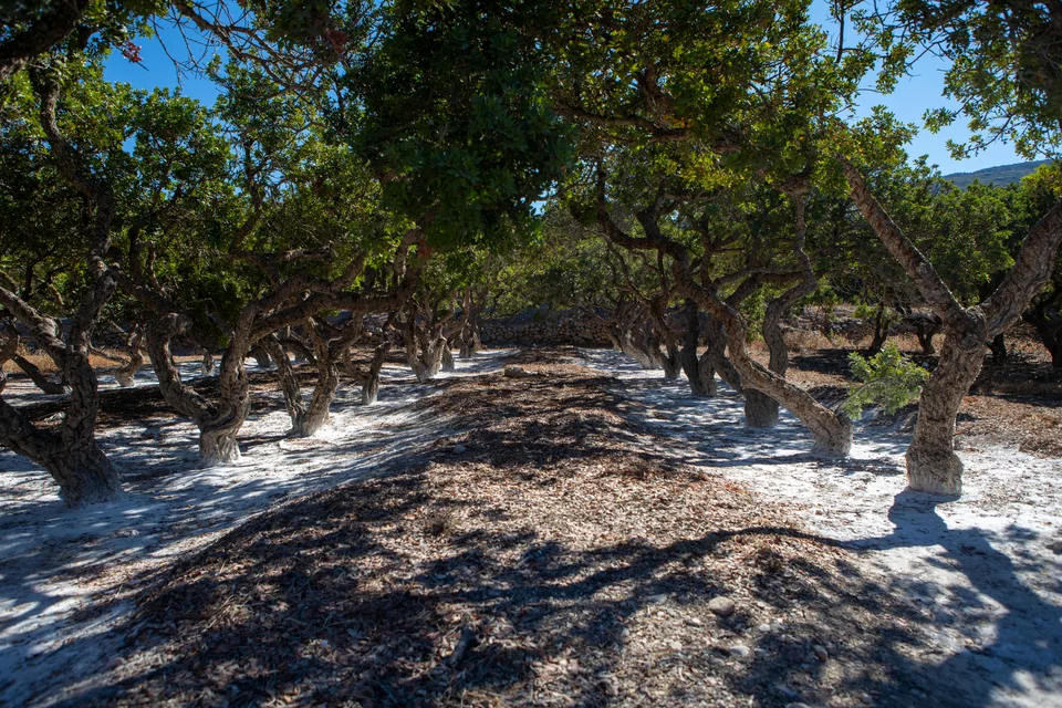Πώς γίνεται η συγκομιδή της μαστίχας Χίου