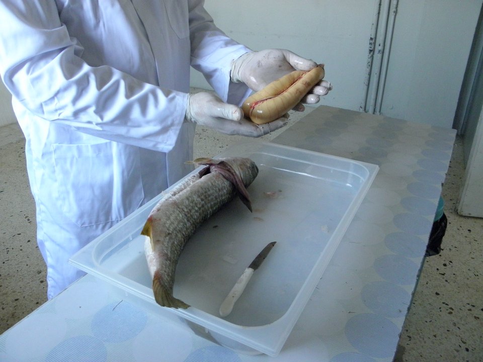 Οι δίδυμοι σάκοι με τα αυγά αφαιρούνται προσεκτικά από τη μπάφα. 