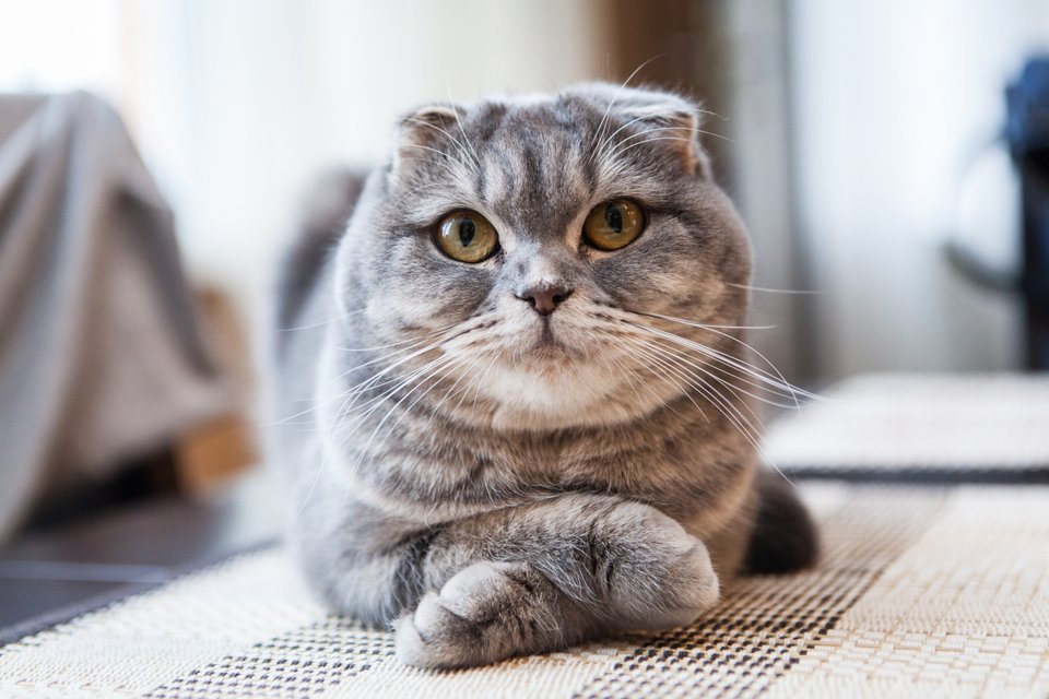 Γάτα ράτσας Scottish Fold