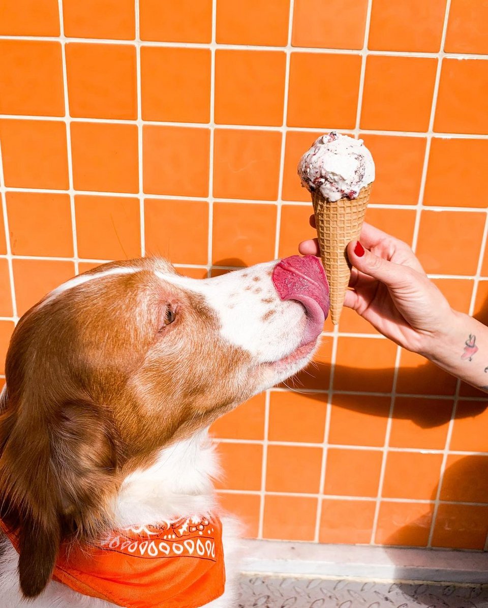 To παγωτό από το Epik Gelato δεν το απολαμβάνει, καθώς φαίνεται, μόνο ο Βαγγέλης Γιαννίσης / Φωτογραφία: epik epikgelatο / Instagram