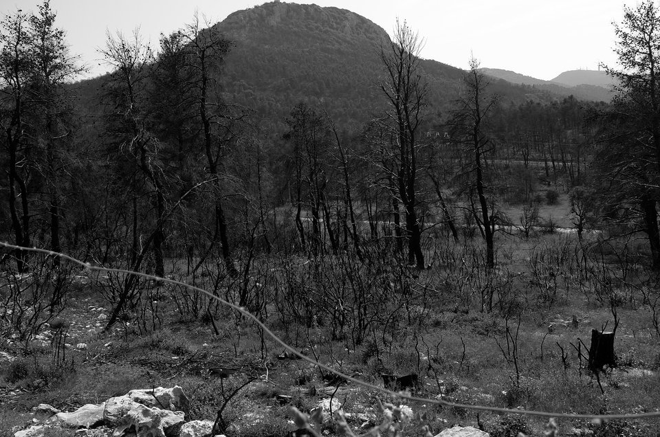 Φωτογραφία του Αλέξανδρου Λιβιτσάνου τις πρώτες μέρες μετά την φωτιά του Αυγούστου