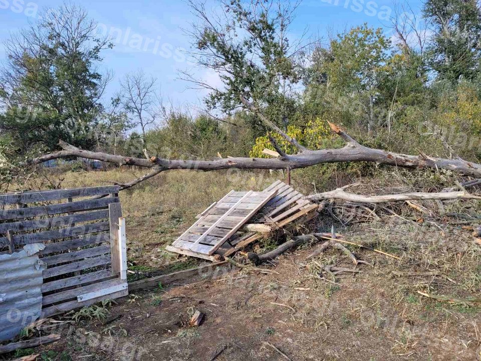 Δέντρο καταπλάκωσε και σκότωσε γυναίκα