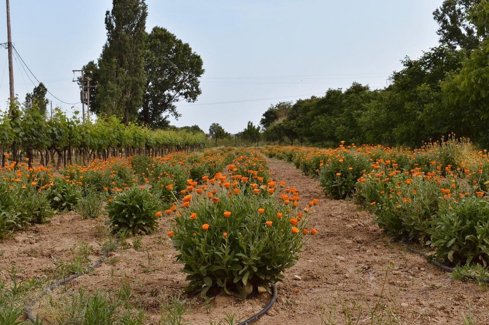 Όταν βλέπεις τη γη να γεμίζει λουλούδια κάθε κούραση χάνεται - Φωτογραφία: grizo_prasino/Instagram
