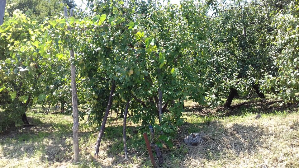 δεντρα