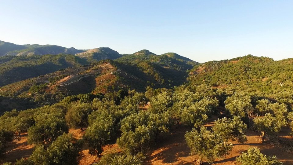 Οι ελαιώνες της οικογένειας Χατζηδημητρίου στο Πλωμάρι Λέσβου.