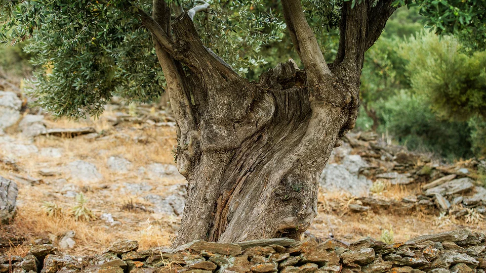 Οι ελιές της οικογένειας Χατζηδημητρίου έχουν ηλικία 300 ετών. 