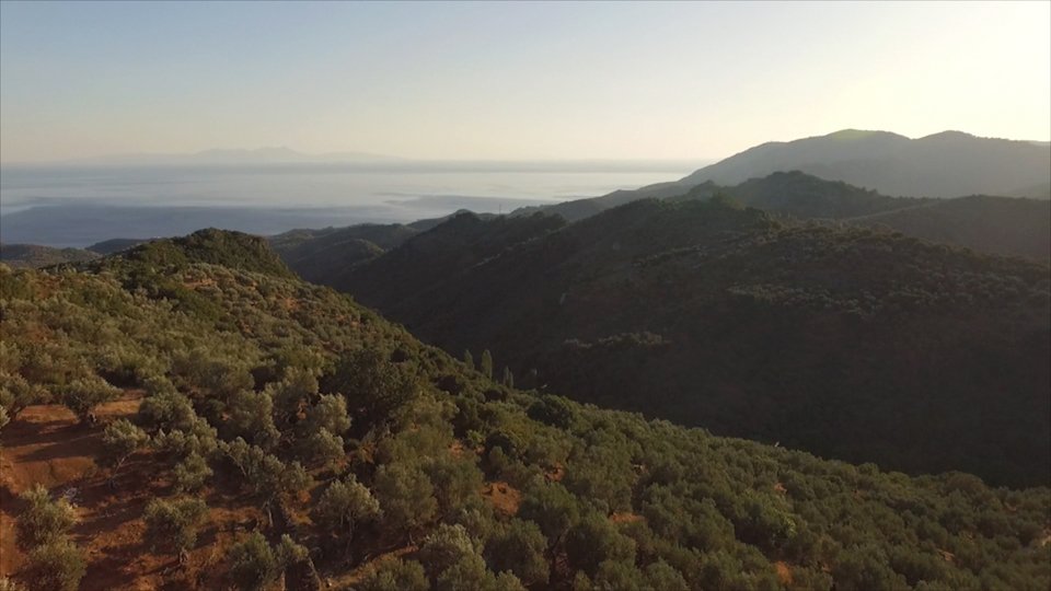 Οι ελαιώνες που παράγουν το βραβευμένο λάδι Mia Elia βρίσκονται σε μεγάλο υψόμετρο, σε επικλινές έδαφος, απολαμβάνοντας μια μοναδική θέα.