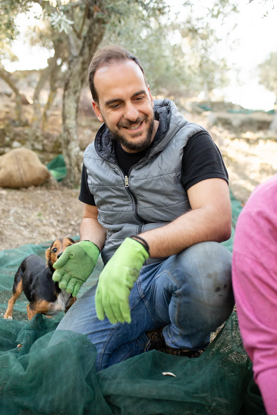 O Σίμος Τάγιας, ο σύζυγος της Ειρήνης Χατζηδημητρίου, κατά το μάζεμα της ελιάς με τον σκύλο της οικογένειας. 
