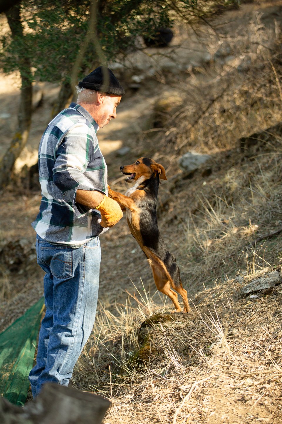 Τις μέρες του μαζέματος της ελιάς μαζεύεται στους ελαιώνες όλη η οικογένεια Χατζηδημητρίου.