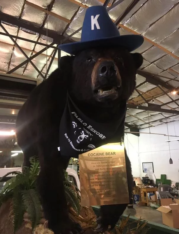 Η μαύρη αρκούδα κατάπιε κοκαΐνη αξίας χιλιάδων ευρώ