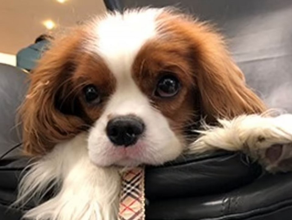 Ο Brody είναι επίσης πιστοποιημένος σκύλος λατρεύει να βοηθάει τους μαθητές στα κοντινά σχολεία πριν από τις εξετάσεις.