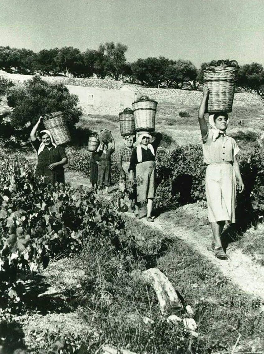Αρχές του περασμένου αιώνα, στα αμπέλια της περιοχής