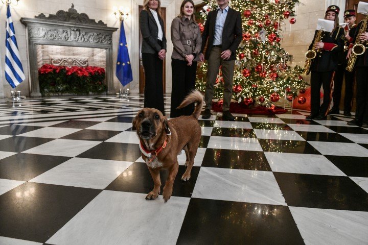Ο Πίνατ, ο σκύλος του Μαξίμου πρωταγωνιστής στα κάλαντα -Φωτογραφία: 