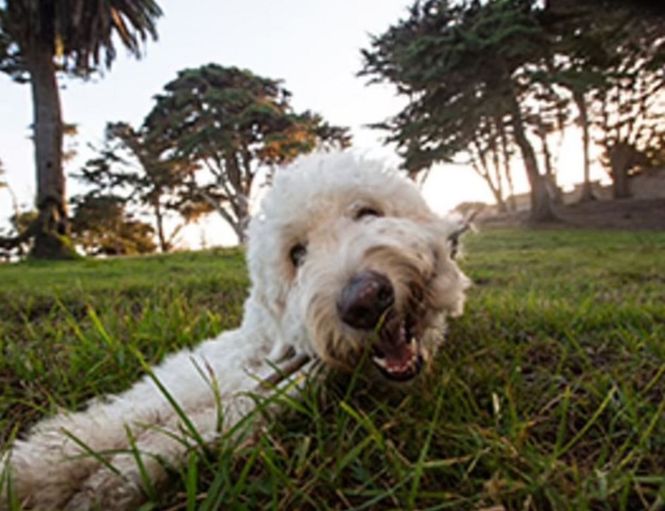 Ο Ollie είναι ένας χαρούμενος σκύλος που θα σας κάνει να γελάσετε και θα διώξει το άγχος