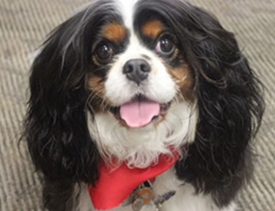 Ο Prancer λατρεύει να βλέπει τηλεόραση με τον αδελφό του και απολαμβάνει εκπομπές με άλλα σκυλιά.  