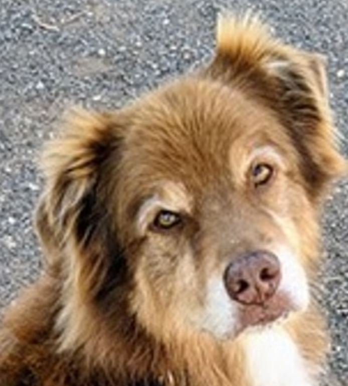 Ο Roman είναι ένας εννιάχρονος σκύλος που διασώθηκε μετά τον θάνατο των γονέων του